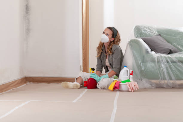 Reliable Mold Remediation contractor in Bellevue, IL by Cheap Mold Removal